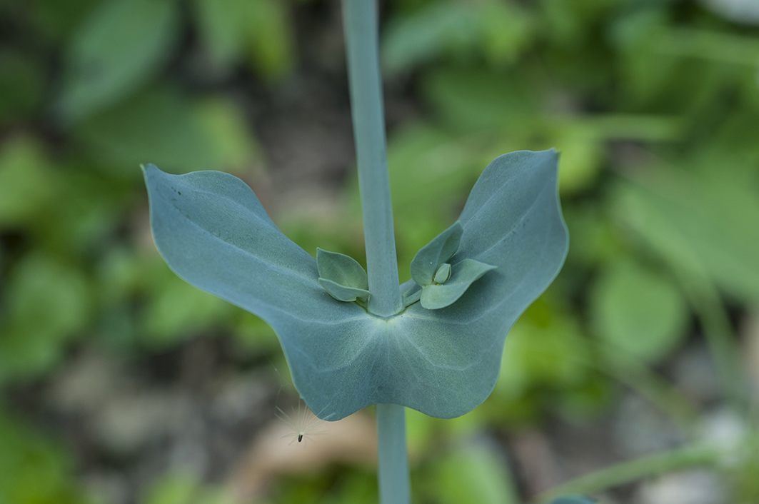 Blackstonia perfoliata / Centauro giallo